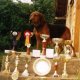 <h1 style="font-size: 12px"><font color="#333333"><em>Speciale Cinghiale - Serbian Hound: ecco tutte le mie medaglie..</em></font></h1>